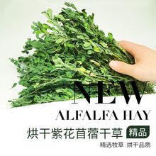 22年烘干紫花苜蓿草兔兔干草兔粮龙猫荷兰猪干草幼兔粮食精品苜蓿