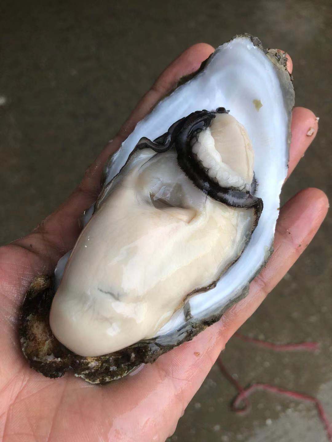 湛江生蚝鲜活带壳大巨蚝新鲜海蛎子海鲜大牡蛎即食海鲜水产批发