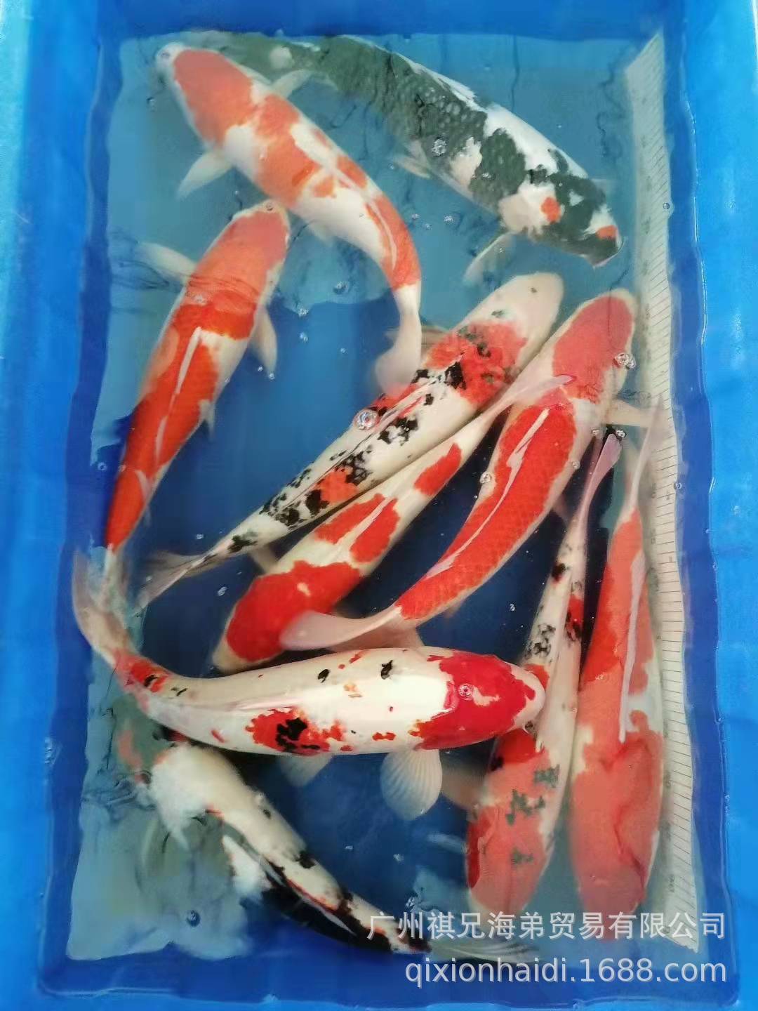 日本锦鲤 大锦鲤 冷水鱼 观赏鱼 鱼池锦鲤活体 三色锦鲤 鲤鱼