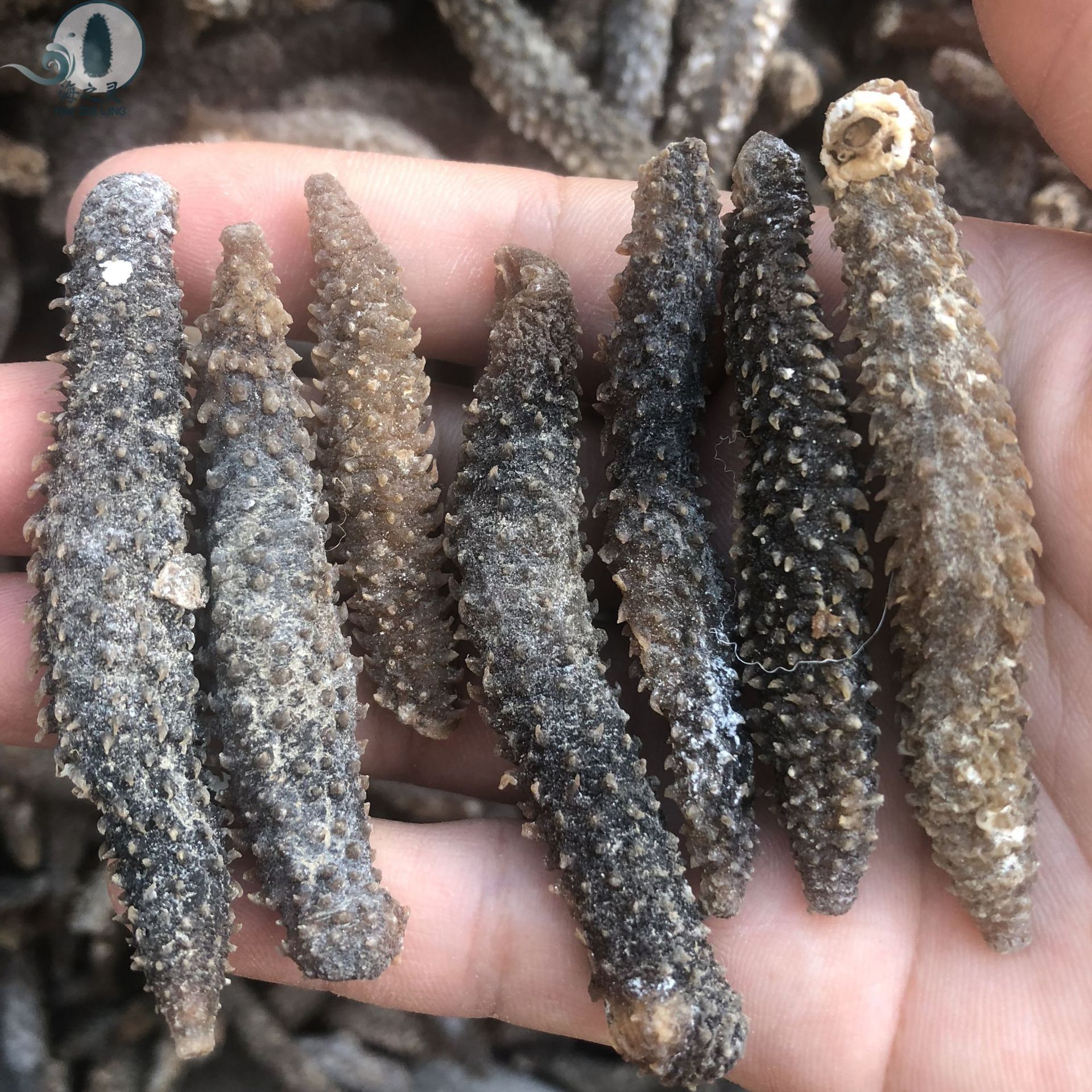 批发淡干刺秃参去皮刺秃黄金刺参170-190头刺长密发量高全国代发