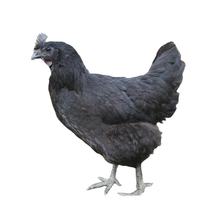 脱温黑乌鸡苗五黑一绿蛋乌骨鸡苗绿壳蛋小鸡苗土鸡苗批发