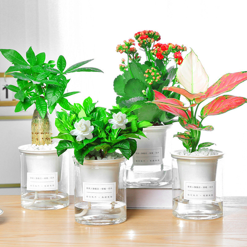 适合懒人养的植物办公室桌上精致绿植小盆栽发财树栀子花水培送人