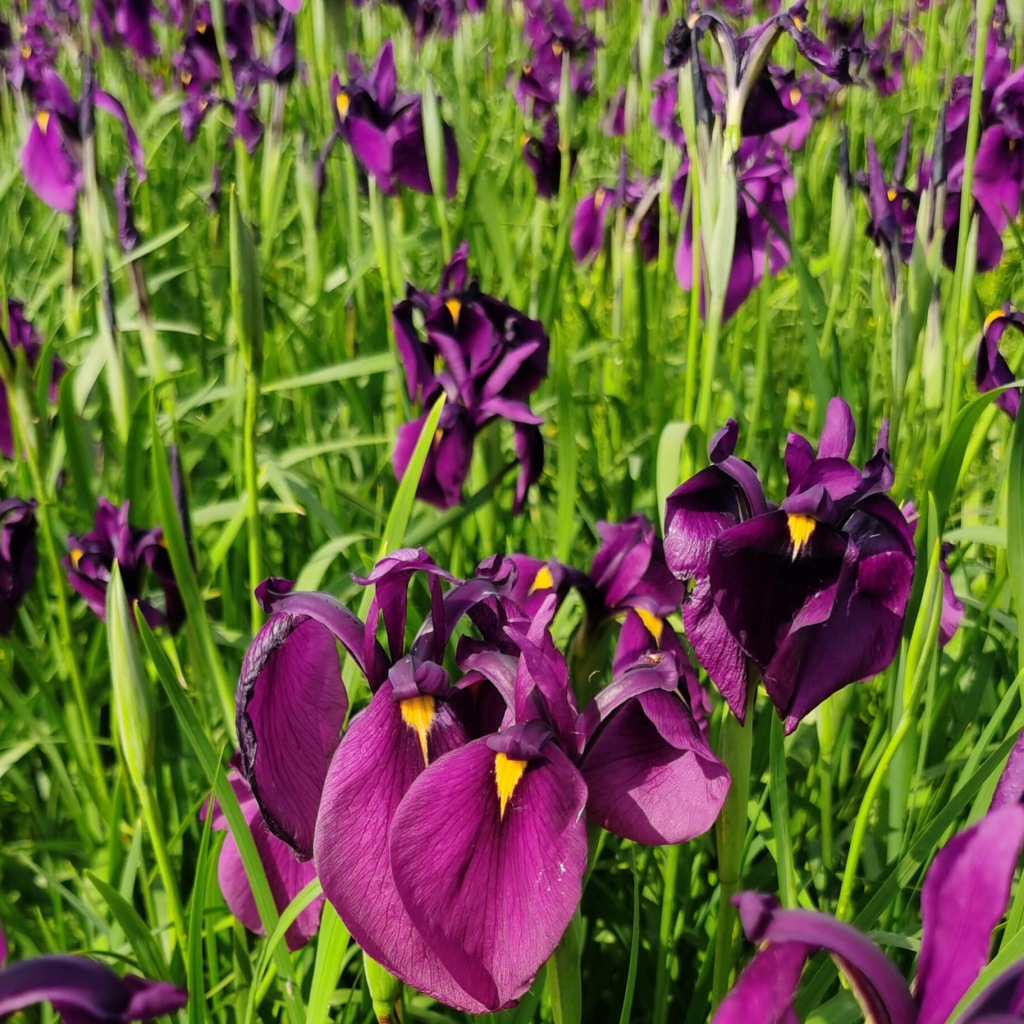 销售耐寒宿根花卉紫花鸢尾绿化工程花海公园绿地耐旱耐贫瘠