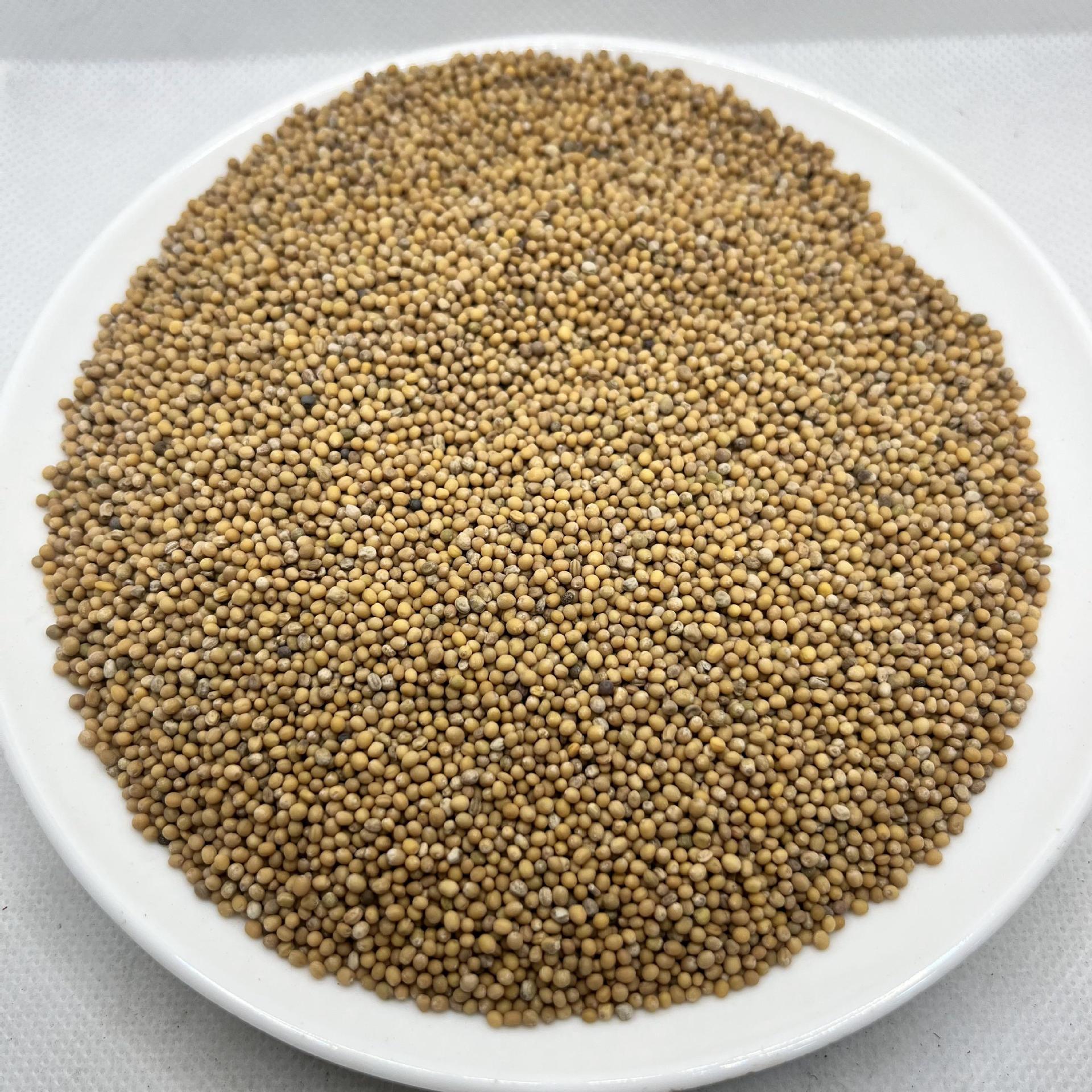 白芥子中药材黄介子青菜子500g产地四川炒白芥子规格齐全-阿里巴巴