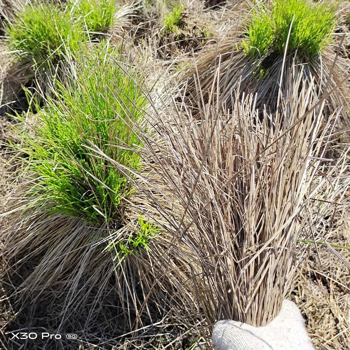 乌拉草 东北三宝 野生乌拉草 乌拉草干草 保真 假一赔十 包邮