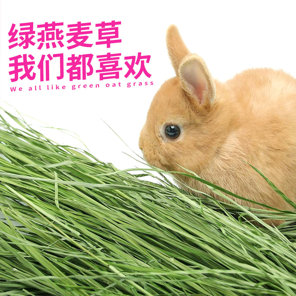 批发2022年新草燕麦草大麦草兔粮干草龙猫豚鼠粮牧草饲料包邮