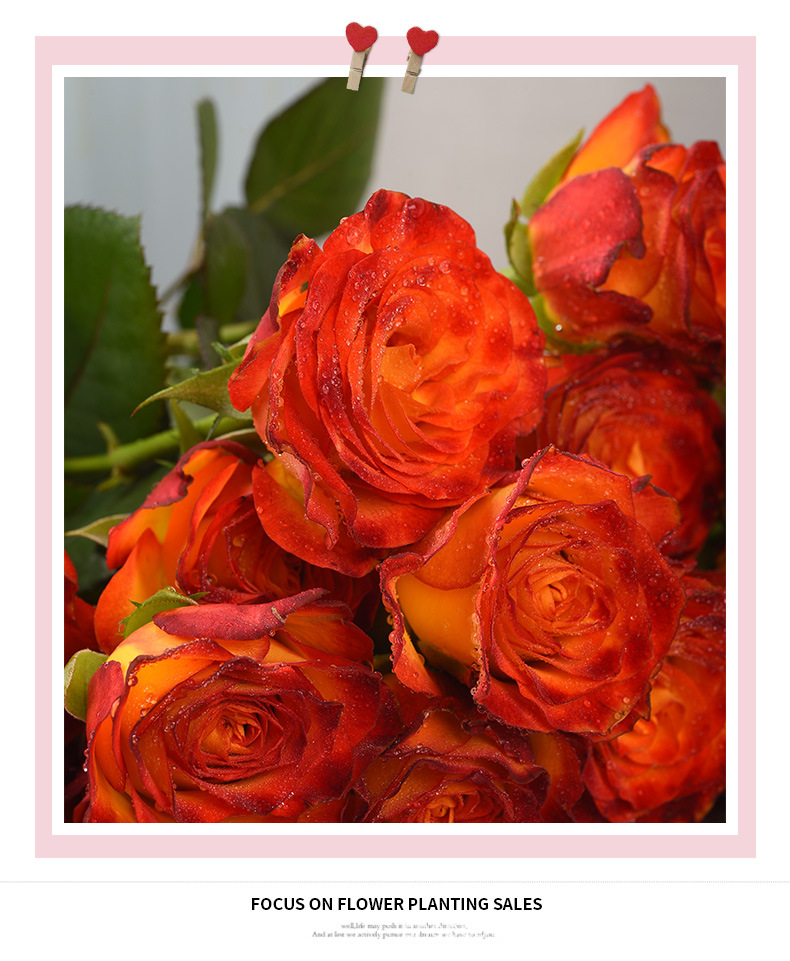 狂想曲鲜切玫瑰花基地现采发货家用室内装饰水养花艺插花批发价优