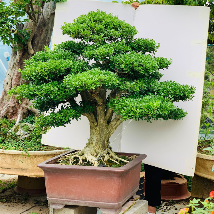 四季常青耐寒瓜子黄杨盆景树桩黄杨老桩盆栽花园别墅
