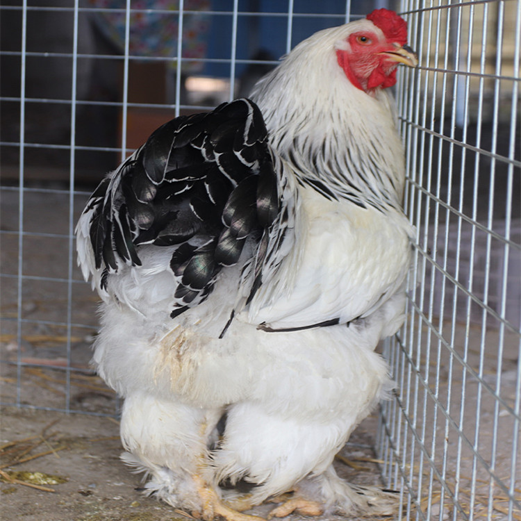 大体型黑白花婆罗门种鸡多少钱 什么代发有出售脱温婆罗门苗的