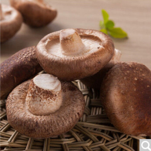 西峡香菇新鲜蔬菜湿香菇菌类蘑花菇冬菇特产火锅烧烤食材