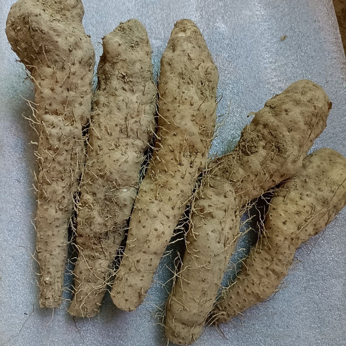 广东特产姜薯,农家自种,美好食材