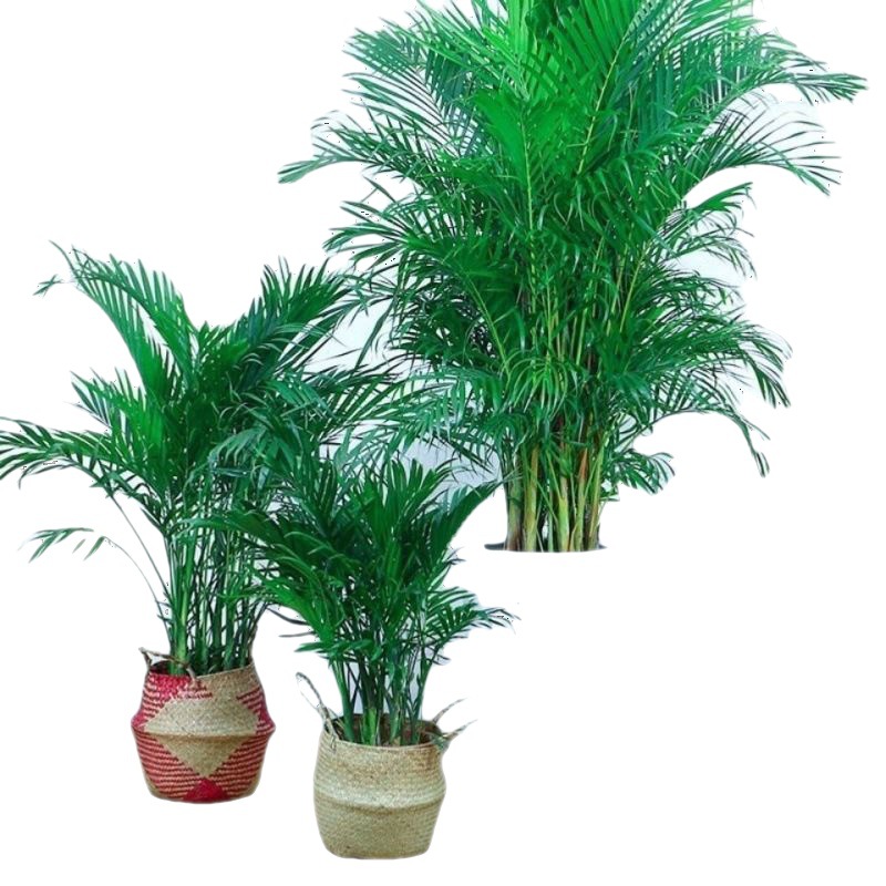 抖音同款散尾葵室内盆栽客厅吸好养绿植大型植物凤尾竹