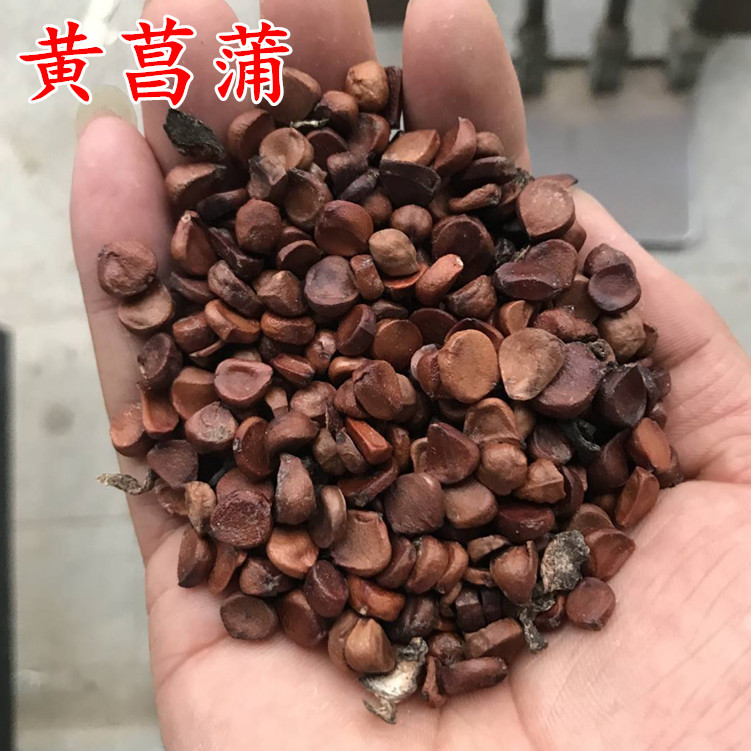 黄菖蒲种子 蓝花鸢尾种子新采水生花卉多年生宿根植物耐涝易活