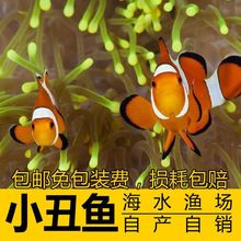 海水鱼活体人工公子主小丑鱼双带黑背心奥黑白金公子小丑鱼尼莫