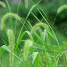 狗尾草种子批发绿化护坡草种工程景区狼尾草种籽观赏型狗尾巴草种