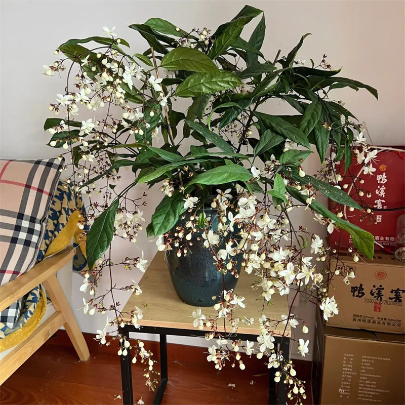 造型橡皮树黑金刚室内大型绿植盆栽办公室客厅轻奢真植物落地盆景