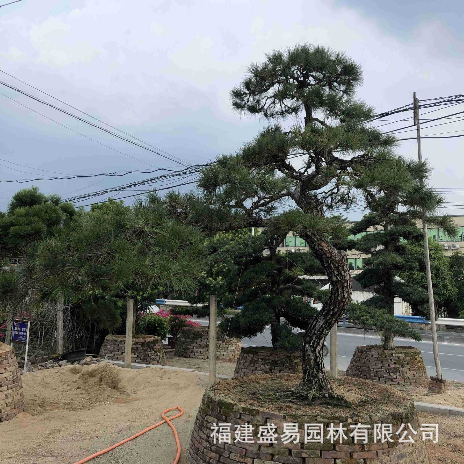 本地黑松价格 国产黑松报价 日本黑松批发 造型黑松盆景