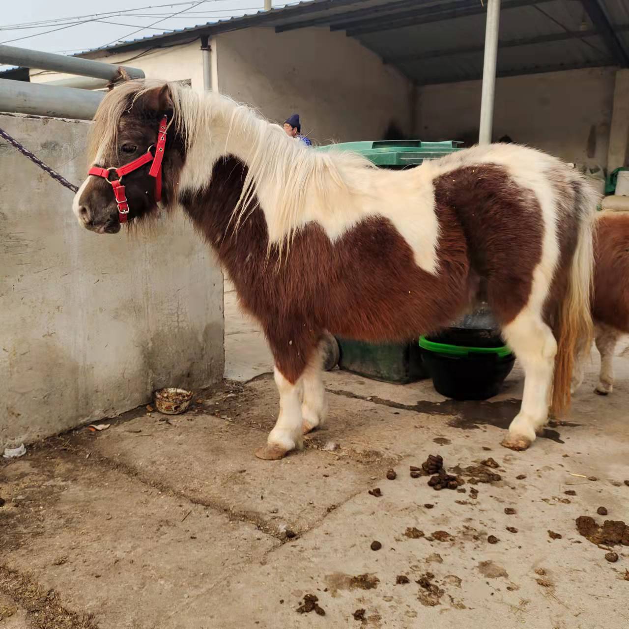 活马 矮马 国产德保矮马  设特兰矮马  种马