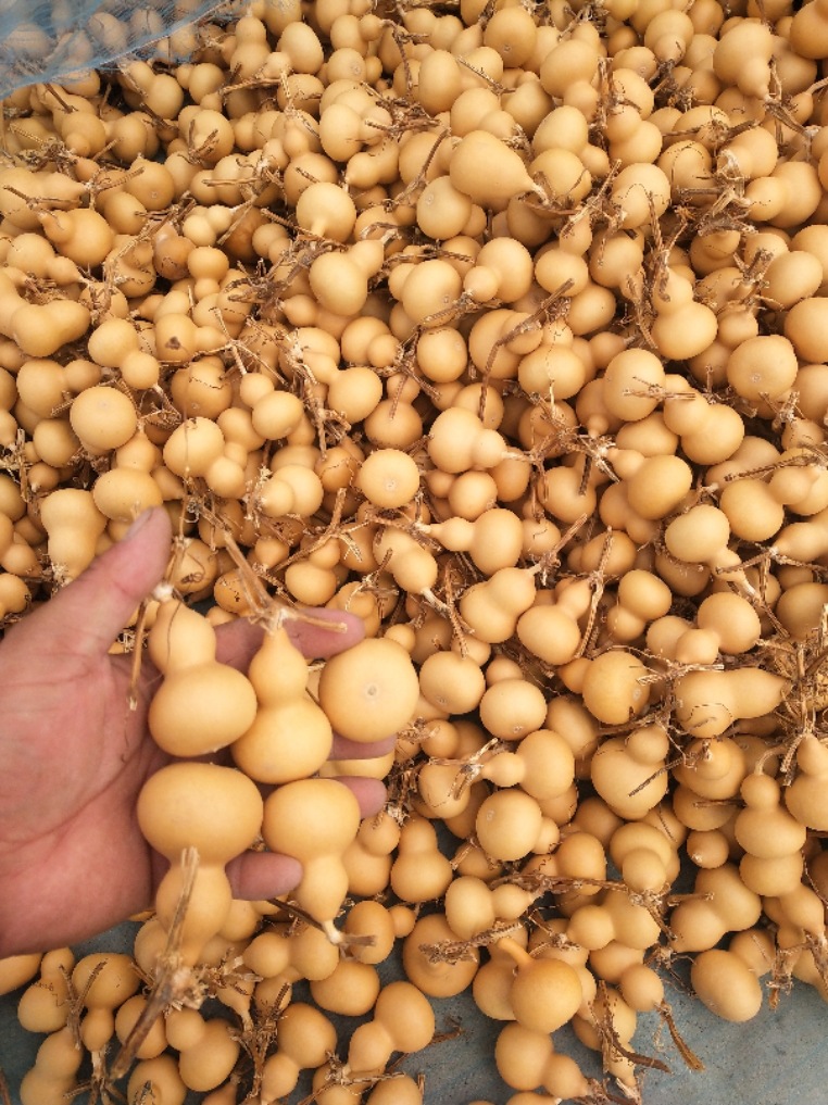 天然葫芦挂件特大小文玩摆件家居装饰野生真胡芦门对门玄关带龙头