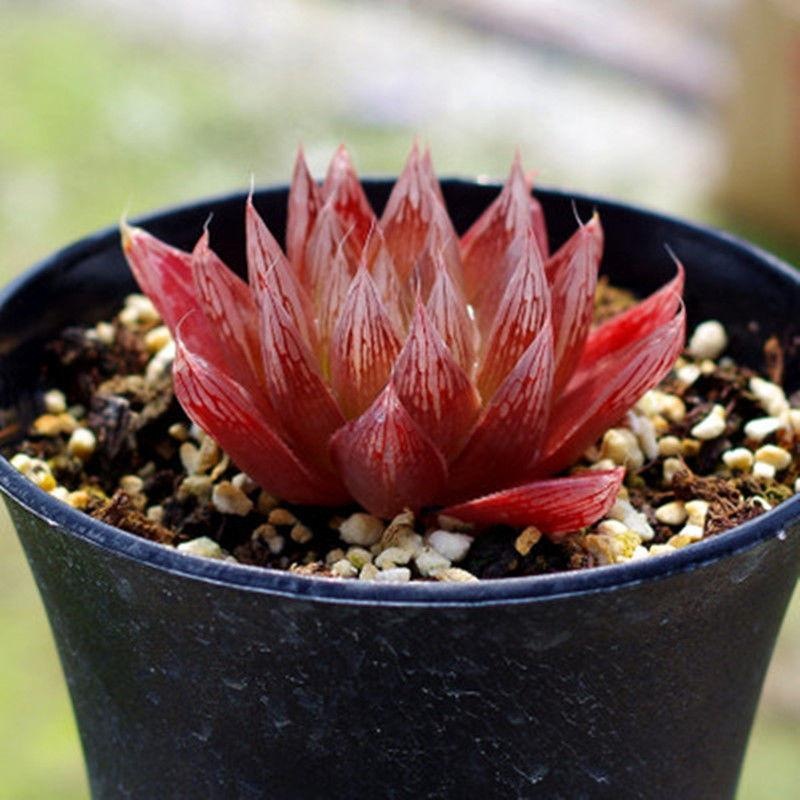 红水晶玉露十二卷多肉植物原始珍稀南非进口红针管玉露红色玉露