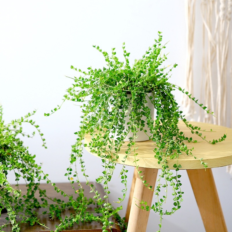 百万心吊兰盆栽多肉室内长藤垂吊情人泪耐阴好养植物四季长青绿植