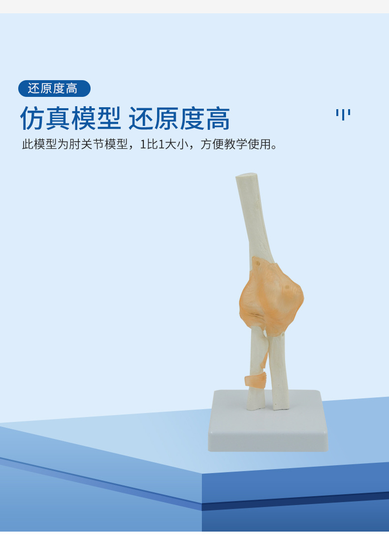 肘关节模型人体骨骼解剖教具医药礼品骨头教学尺骨桡骨肱骨 正品
