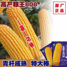 厂家直供玉米种子 金都玉808 适应性广 产量高 抗性好 1kg/袋
