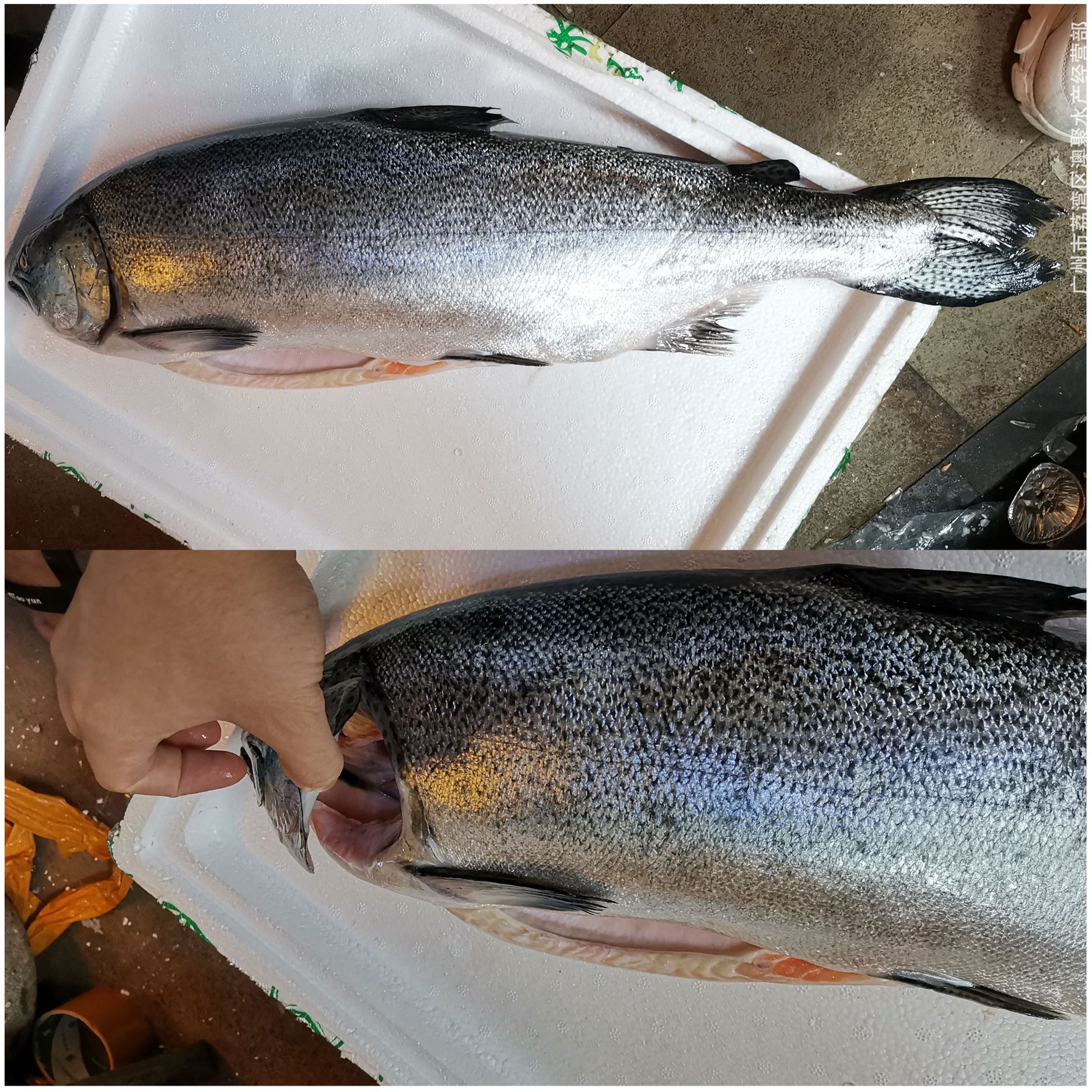 海鲜冰鲜三文鱼帝王鲑新西兰寿司即食刺身日料称重销售79斤条