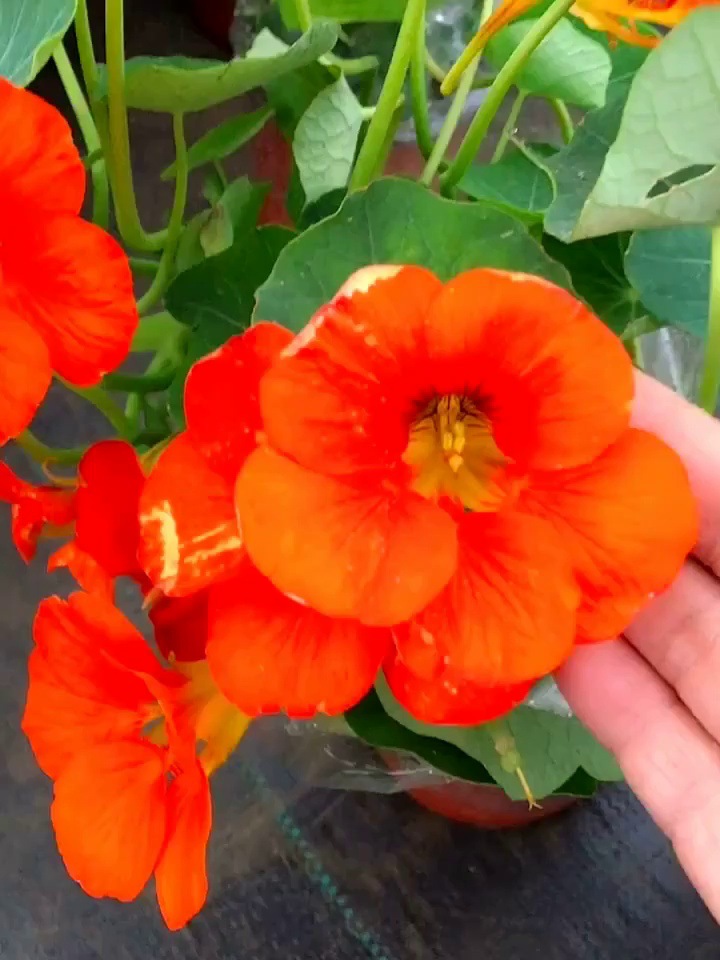 旱荷花种子旱金莲花草四季易种室内花卉种子阳台盆栽花籽四季播