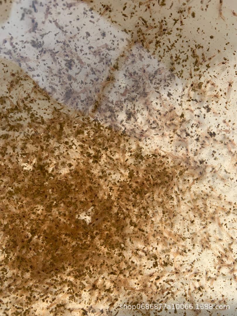 台湾罗氏沼虾苗大头虾苗罗氏虾苗沼虾苗沼虾种苗长臂虾苗虾苗淡水