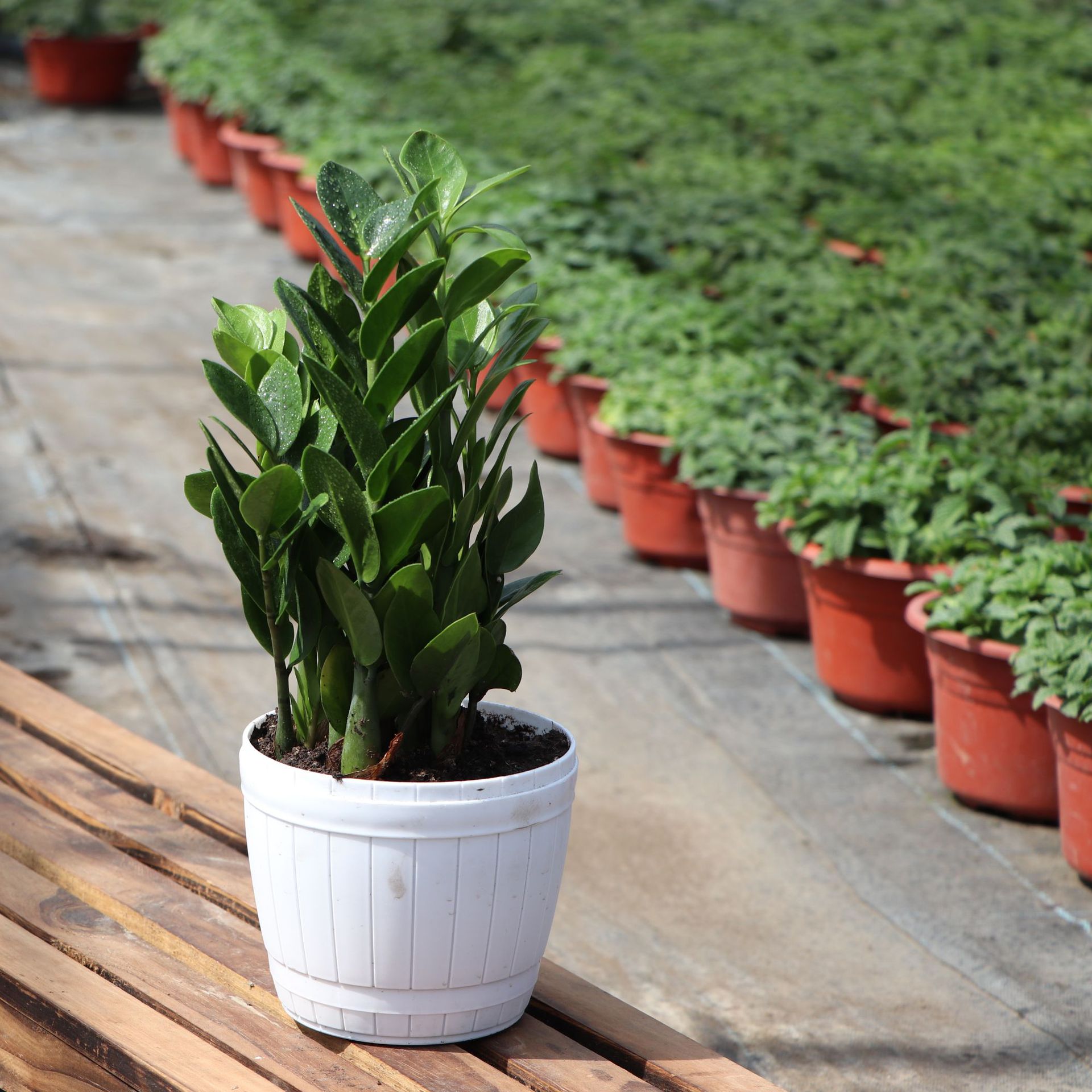 金钱树盆栽植物室内钱串子吸甲醛发财树小绿植四季常青办公室花卉