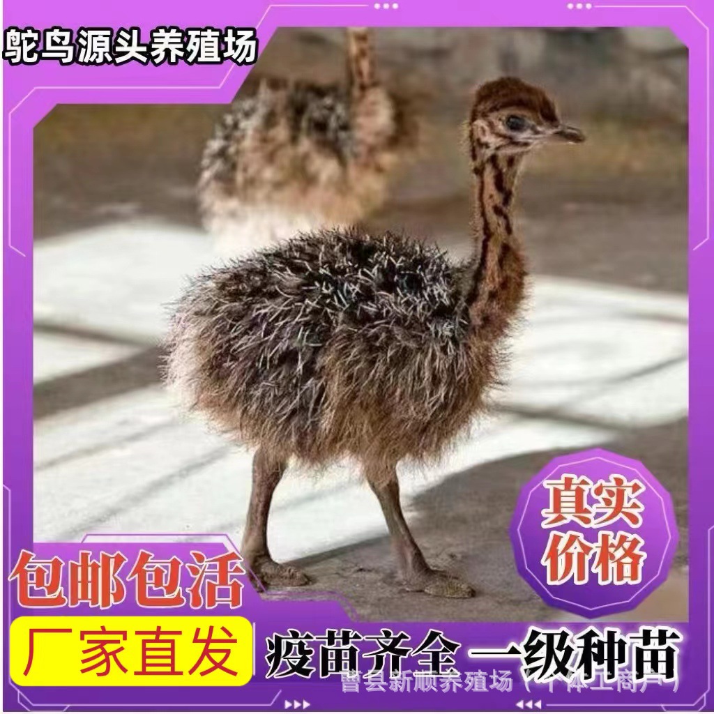 非洲鸵鸟活体小鸵鸟苗幼苗幼崽一对澳洲种鸵鸟可下鸵鸟蛋繁殖幼鸟