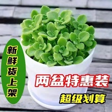 可食用碰碰香盆栽一抹香香味绿植浓香型室内阳台驱蚊驱虫室内绿植