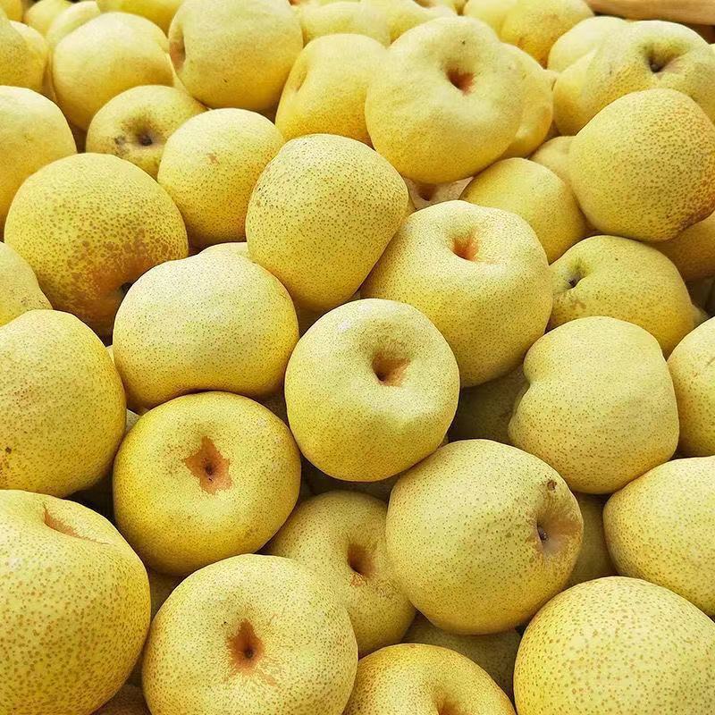 砀山酥梨脆甜薄皮批发整箱5/10斤现摘梨子甜新鲜应季水果厂家直销