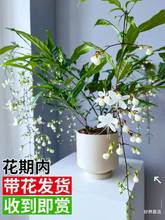 Weeping jasmine potted plants with buds windmill jasmine跨境