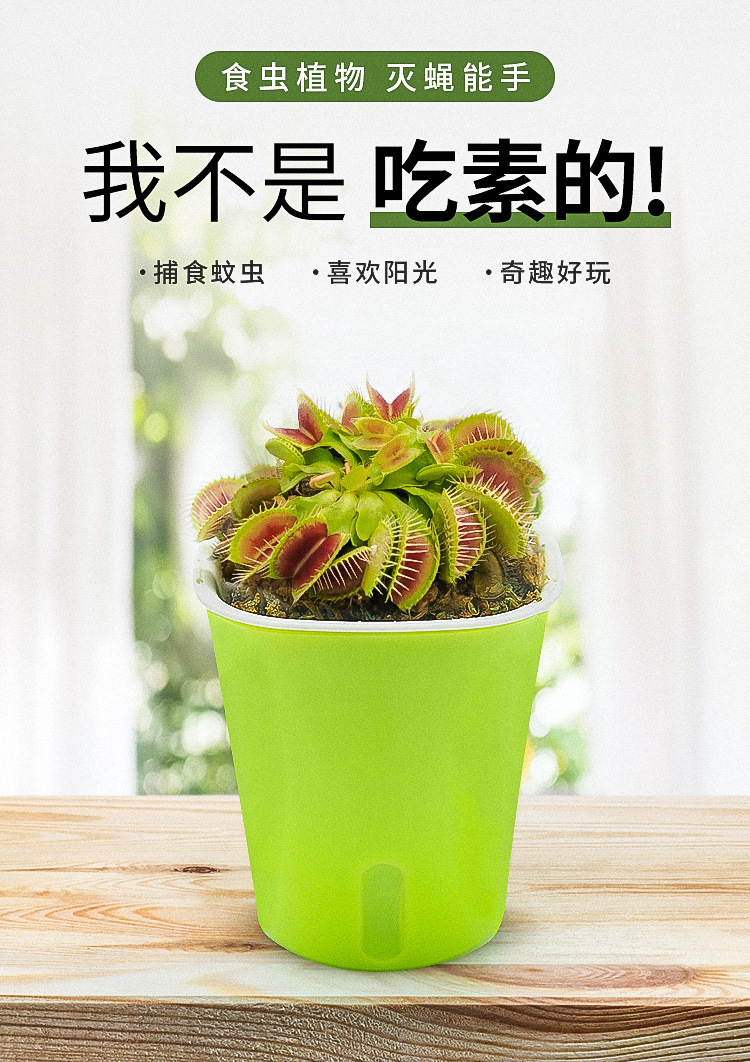 捕蝇草懒人盆简单易养食人花猪笼草瓶子草茅膏菜食虫植物源头基地