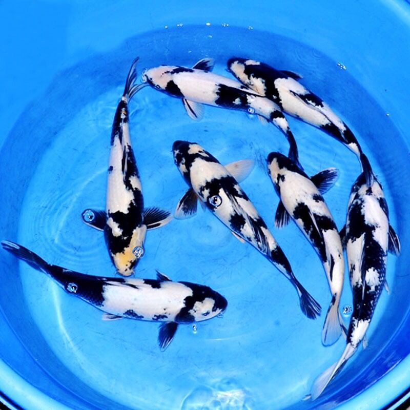 日本锦鲤活体纯种白写锦鲤风水鱼观赏鱼渔场直销包活包邮