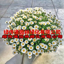 小雏菊满天星草莓四季种开花不断室内外花卉植物庭院花种盆栽绿植