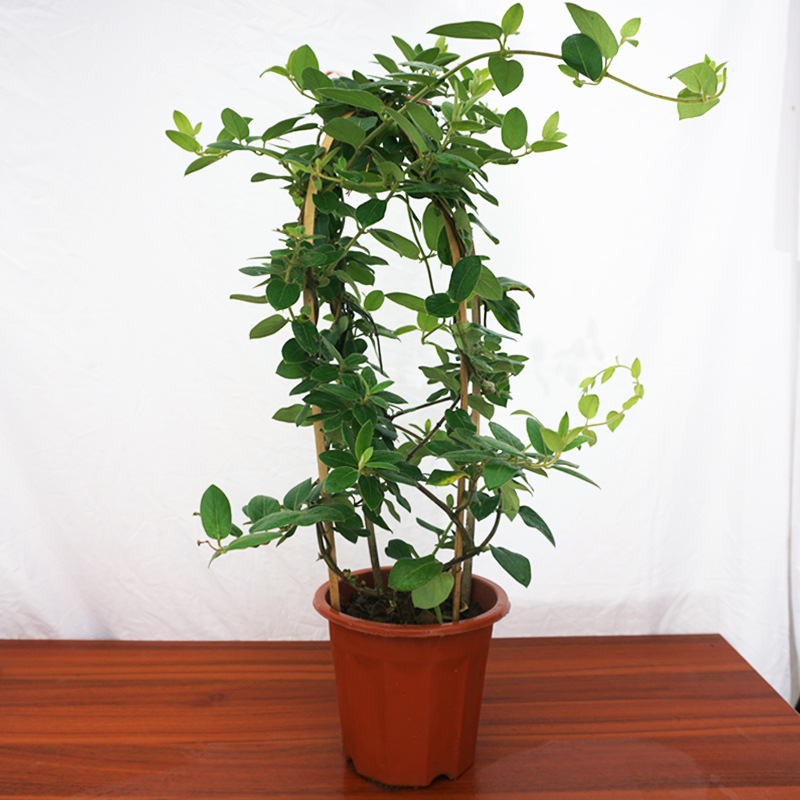 耐寒金银花盆栽 忍冬室内外浓香 花卉阳台花园垂吊爬藤常青植物