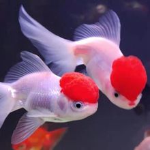 鹤顶红龙睛红狮猫狮金鱼活体观赏鱼冷水鱼好养易耐活招财风水鱼