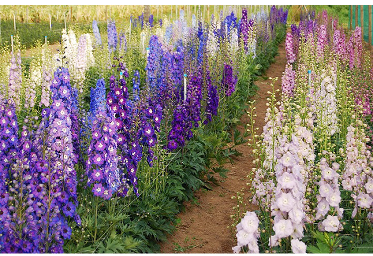 大花飞燕种子四季播干鸟花千鸟室外盆栽耐寒花卉种籽花花籽