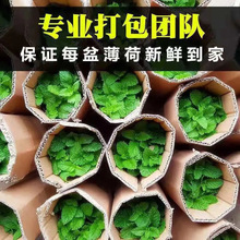 薄荷盆栽留兰香可食用批发四季常青好养易活可水培苗客厅桌面植物