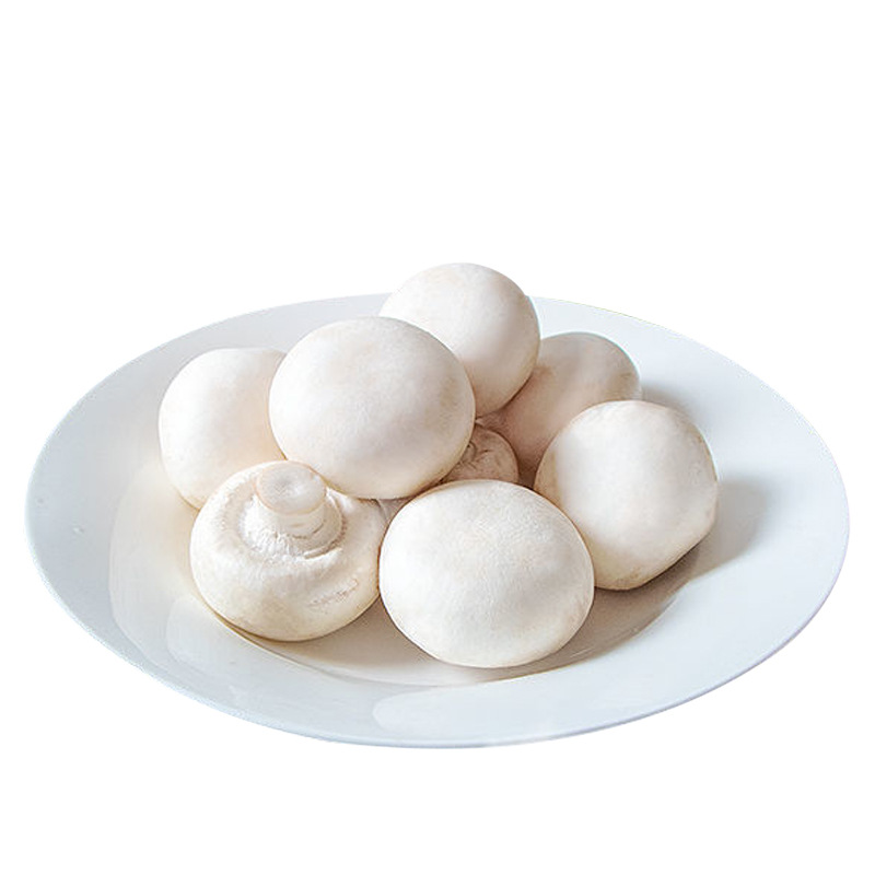 现摘口蘑新鲜双孢菇白菇蘑菇4斤烧烤火锅食材