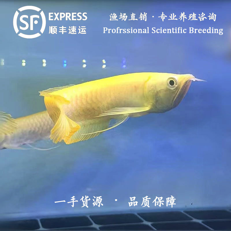 黄化红眼白子银龙鱼观赏鱼金龙鱼红龙鱼鱼风水鱼鱼苗活体包邮