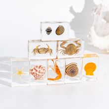 天然真实贝壳海洋标本热带鱼 创意小摆件 树脂工艺品学生教学用具
