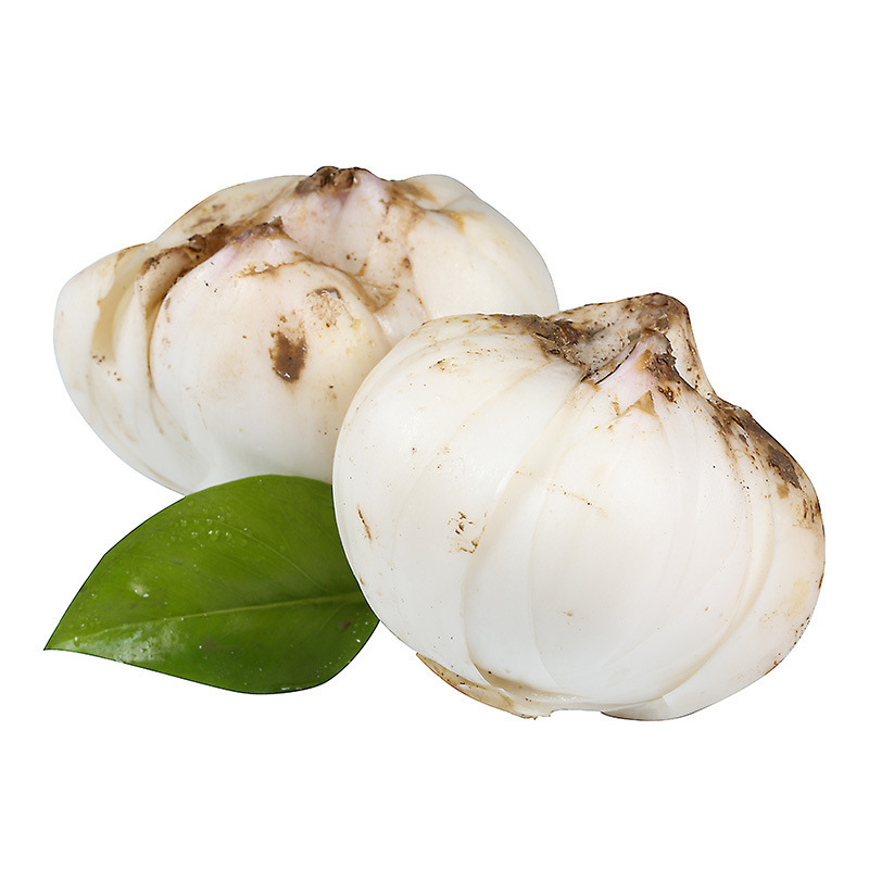 甘肃兰州鲜百合 新鲜蔬菜百合农产品真空包装 非干货兰州特产2斤r