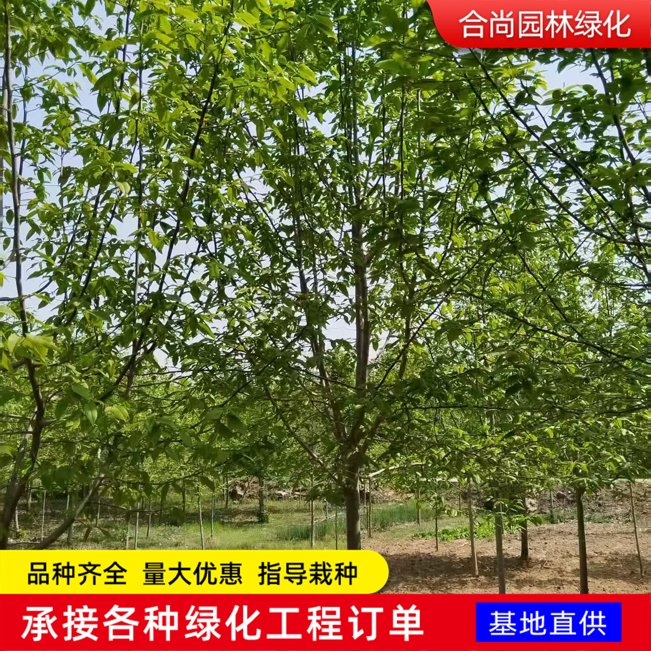 红花玉兰花树苗二乔玉兰树苗黄玉兰植物娇红玉兰4-16公分广玉兰