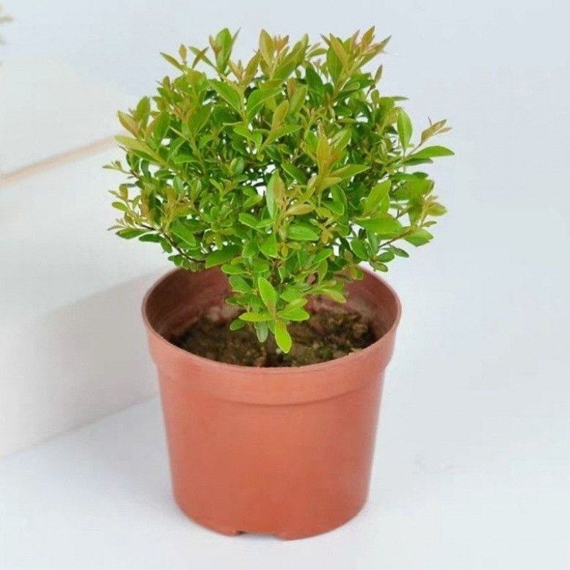 盆景植物小叶赤楠树桩绿好养客厅室内树苗办公室易活小栽一件代发