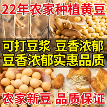 2023优质黄豆新豆批发5斤黄豆非转基因黄豆打豆浆专用发豆芽250g