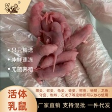 新鲜小白鼠乳鼠幼鼠开口料无菌红皮白霜粉皮亚成爬宠饲料